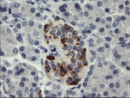 CHGA / Chromogranin A Antibody (clone OTI1H9, Carrier-free)