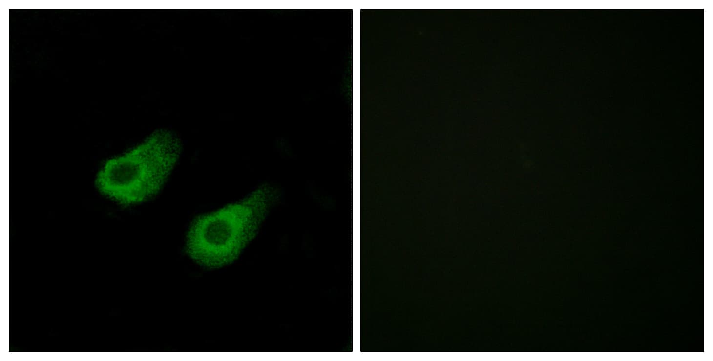 MAPK8IP3 / JIP3 Antibody (aa621-670)