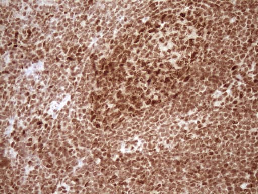 NUDT21 Antibody (aa2-227, clone OTI5B3, Carrier-free)