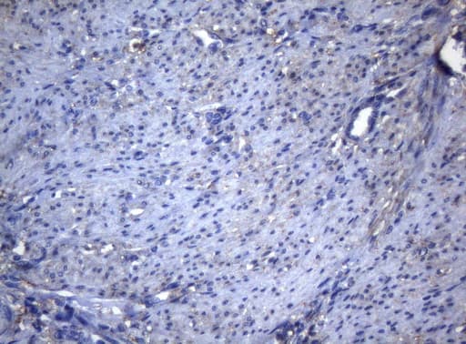 Monoclonal Mouse anti-Human ADH5 Antibody (clone OTI4D4, aa1-266, IHC, WB)