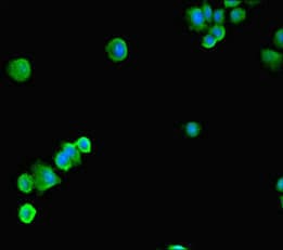 FACT / SSRP1 Antibody