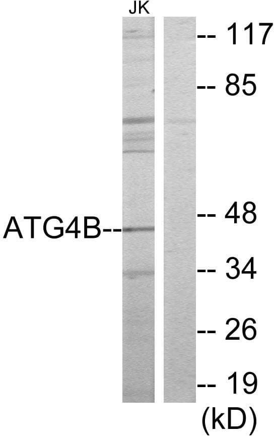 APG4B / ATG4B Antibody