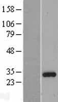 ING4 Protein (Over-Expression Lysate Myc-DDK (Flag))