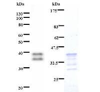 Monoclonal Mouse anti-Human Schnurri-2 / HIVEP2 Antibody (clone 2418C2a, WB)
