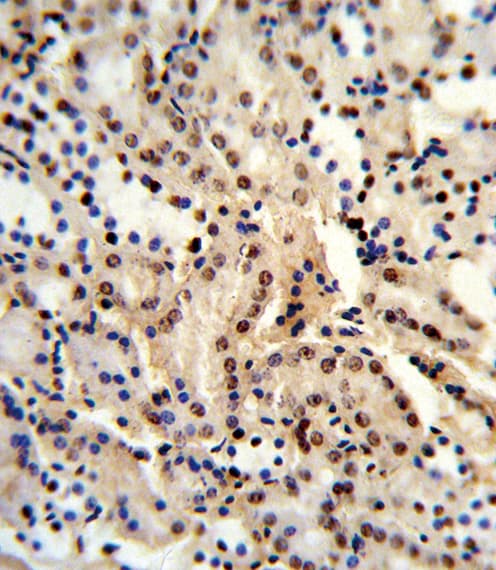 DDX39B / UAP56 Antibody (aa351-380)