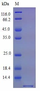 Mouse CXCL10 / IP-10 Protein (Recombinant)