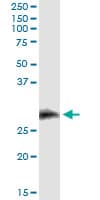 CD7 Antibody (clone 1B8)