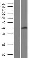 GPN1 / XAB1 Protein (Over-Expression Lysate Myc-DDK (Flag))