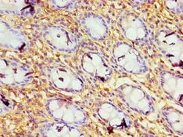 GBP1 Antibody (aa383-592)