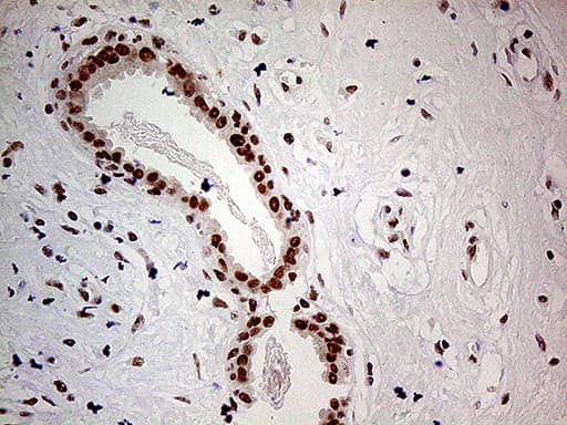 POLR2A / RNA polymerase II Antibody (aa1351-1614, clone OTI1E5)