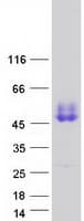 Human F3 / CD142 / Tissue factor Protein (Recombinant Myc-DDK (Flag))