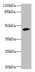 ZNF193 Antibody