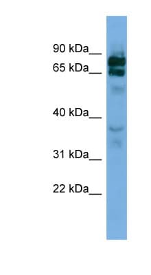 PCDHB16 Antibody (aa251-300)