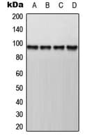 AKAP8 / AKAP95 Antibody (Internal)