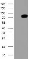 THOP1 / Thimet Oligopeptidase Antibody (clone OTI2D3)