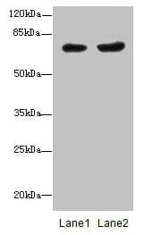 IHC-plus™ PGM2L1 Antibody