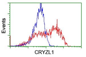 CRYZL1 Antibody (clone OTI1D9)