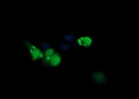 ERG Antibody (clone OTI3E12)