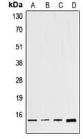 IHC-plus™ GNG8 Antibody (Internal)