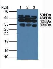 GPC1 / Glypican Antibody (aa114-277, APC)