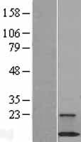 C18orf32 Protein (Over-Expression Lysate Myc-DDK (Flag))