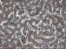 GCP60 / ACBD3 Antibody (clone OTI1G2)