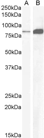 IHC-plus™ CCKBR / Cckb Antibody (aa251-266)
