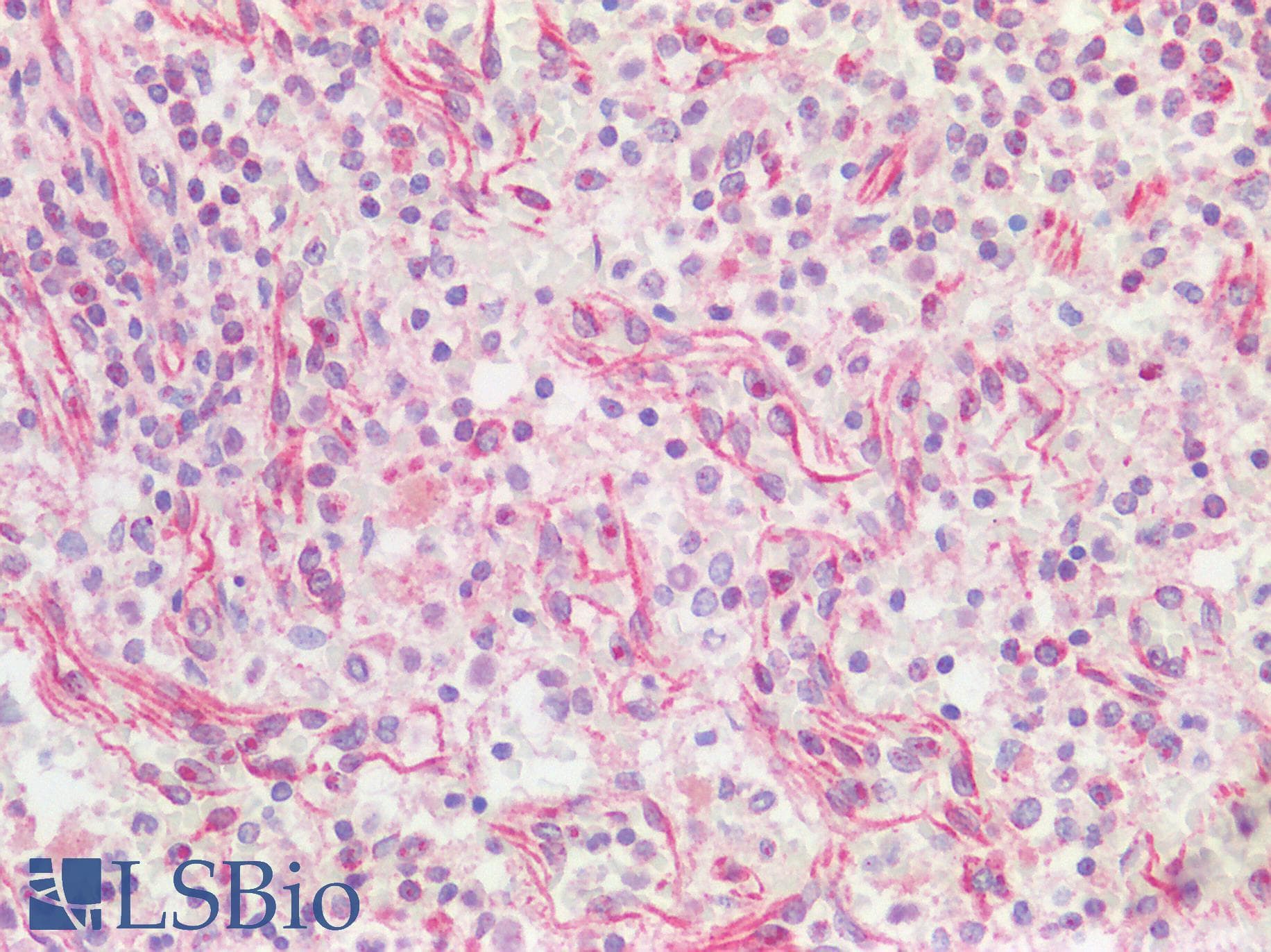 STOML2 Antibody (C-Terminus)