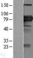 BIN2 Protein (Over-Expression Lysate Myc-DDK (Flag))