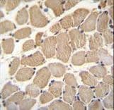 GAS2L2 Antibody (aa763-791)