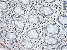 GFAP Antibody (clone OTI4D11)