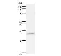 RRAGC / RAGC Antibody (clone 2938C3a)