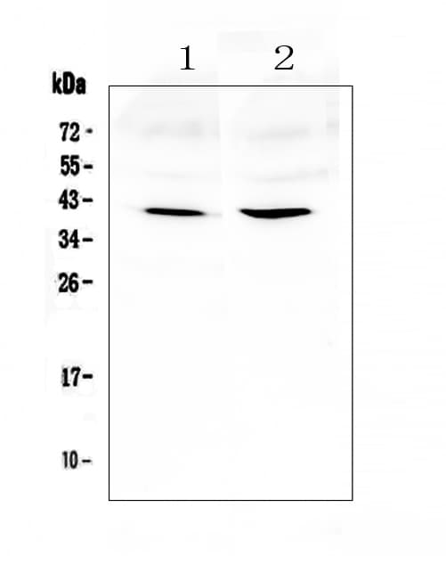 Polyclonal Rabbit anti-Mouse AREG / Amphiregulin Antibody (IHC, WB)