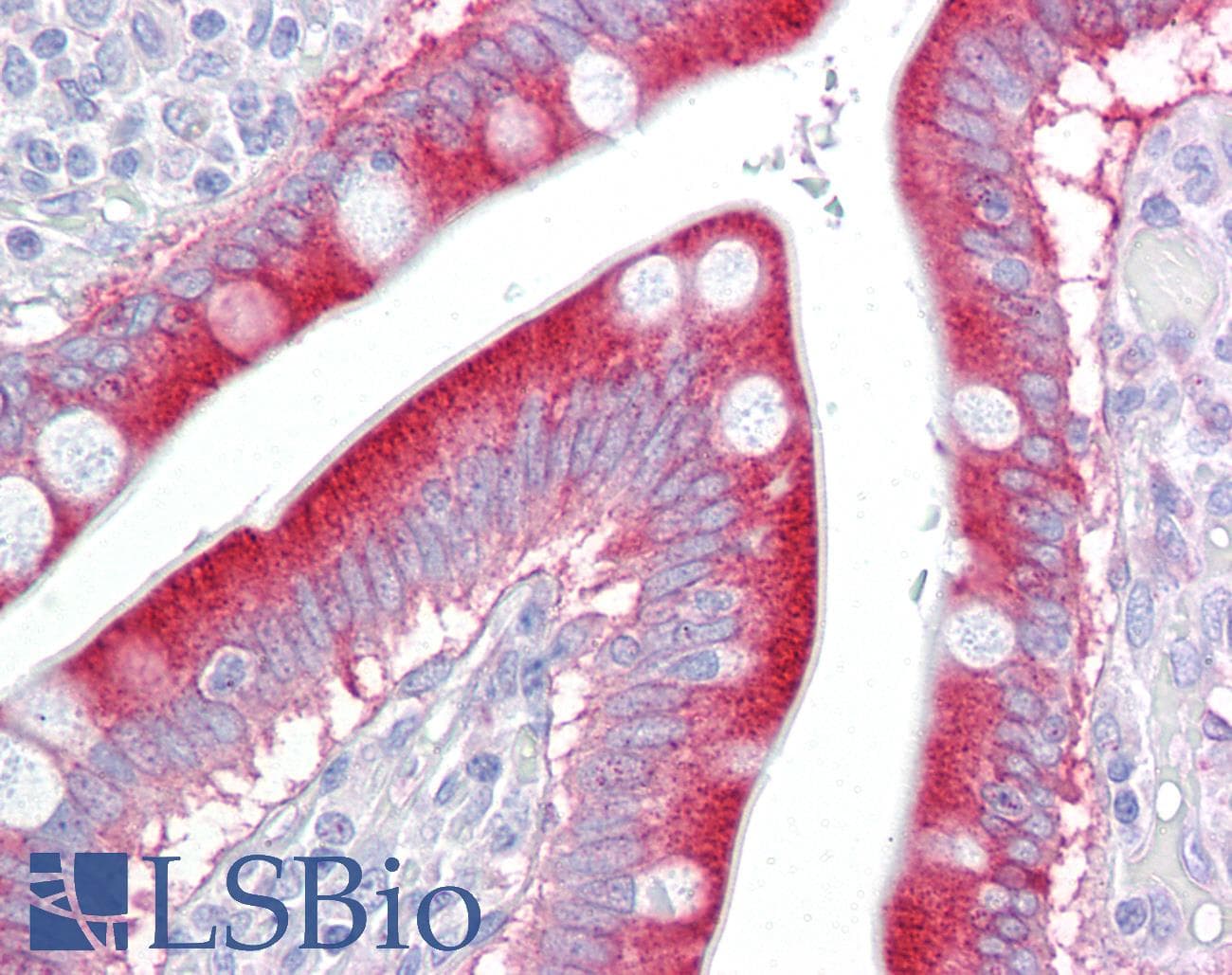 IHC-plus™ LIF Antibody