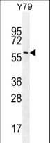 LENG9 Antibody (aa127-155)