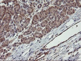 PECAM-1 / CD31 Antibody (clone OTI1H4)