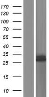 Human ATPAF1 Protein (Over-Expression Lysate Myc-DDK (Flag))