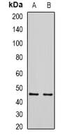 SIRT7 / Sirtuin 7 Antibody