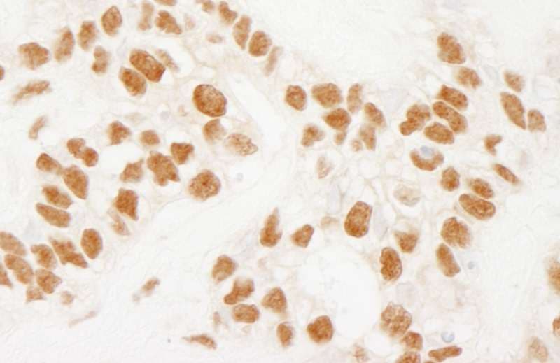 NELFE / RD / RDBP Antibody (aa330-380)