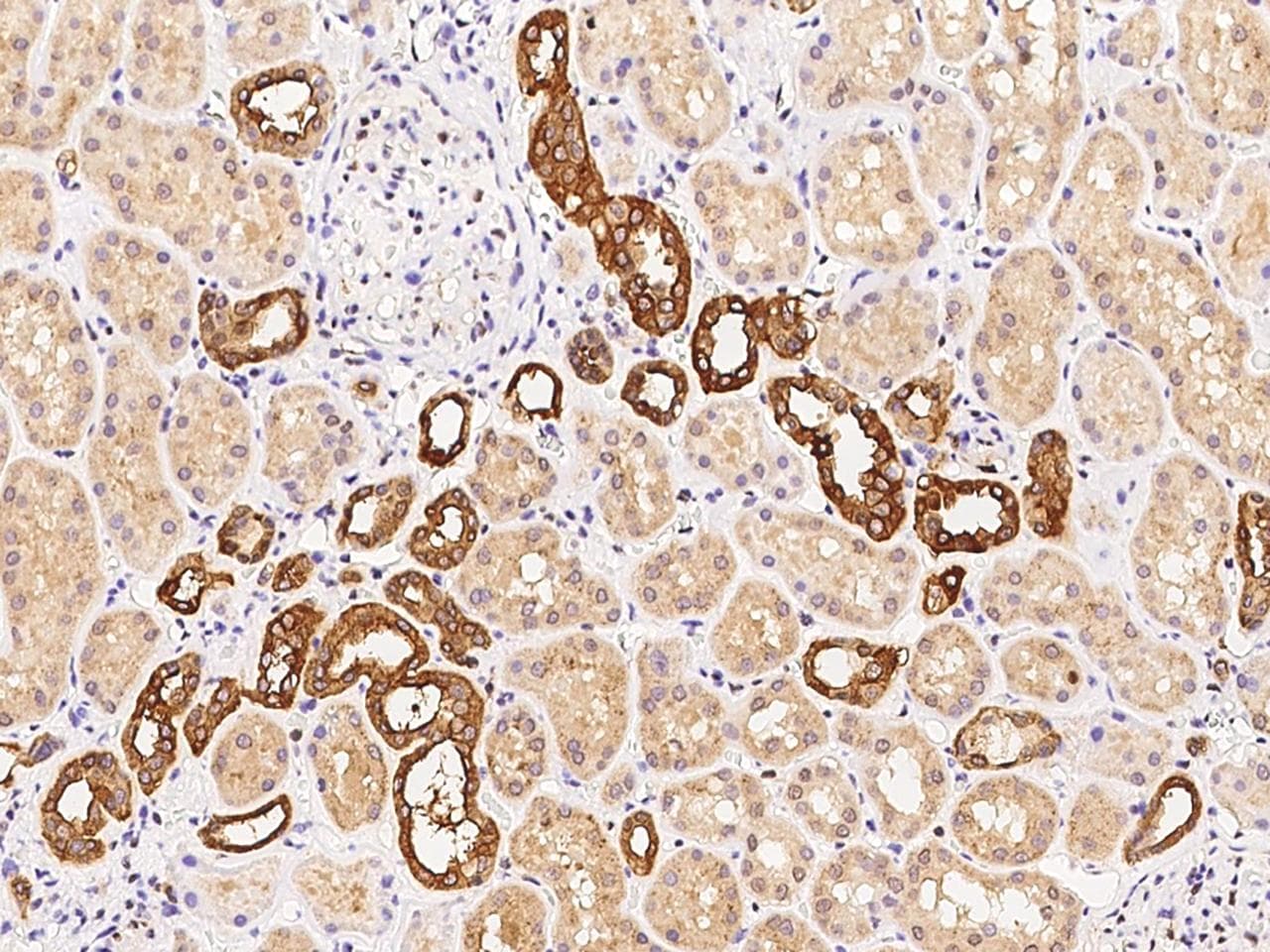 COBLL1 Antibody