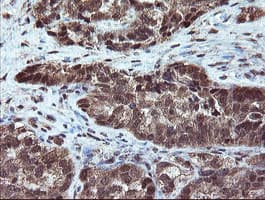 RYBP Antibody (clone OTI1B2, Carrier-free)
