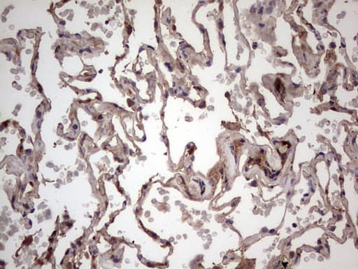 BFSP2 Antibody (aa184-415, clone OTI4E7, Carrier-free)