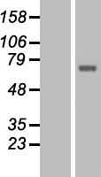 TCTN1 Protein (Over-Expression Lysate Myc-DDK (Flag))
