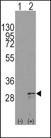 Polyclonal Rabbit anti-Human KITLG / SCF Antibody (aa244-273, IF, WB)