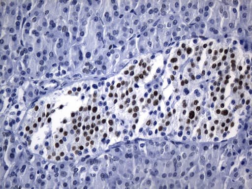 TLE1 / TLE 1 Antibody (aa180-460, clone UMAB253, Carrier-free)