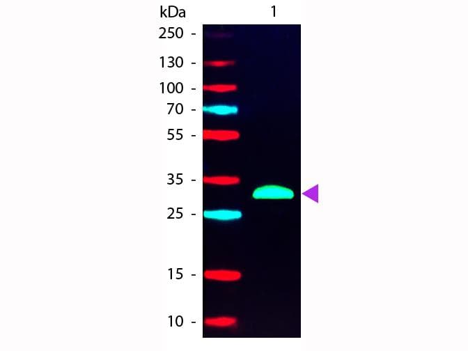 Goat Anti-Human IgG Fc Secondary Antibody (RPE)