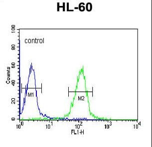 Polyclonal Rabbit anti-Human HLA-DRA Antibody (aa149-177, IHC, WB)