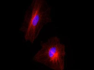 IHC-plus™ Tubulin Antibody (clone YL1/2)