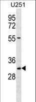 TCEA2 / TFIIS Antibody (aa86-115)