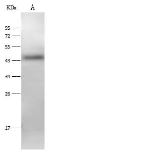 Polyclonal Rabbit anti-Mouse ACPP / PAP Antibody (Preservative Free, IHC, WB)